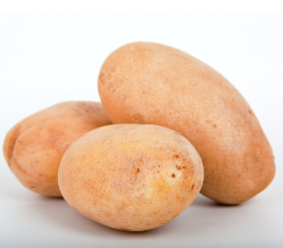 pomme de terre charlotte culti-shop