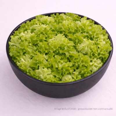 Salade Batavia Bio